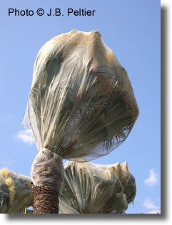 palmier avec filet paysandisia palmier avec filet paysandisia