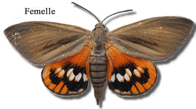 papillon femelle