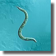 ver microscopique nematode ver microscopique nematode