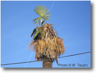 Palmier Infesté Palmier Infesté