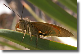 Papillon du palmier Papillon du palmier
